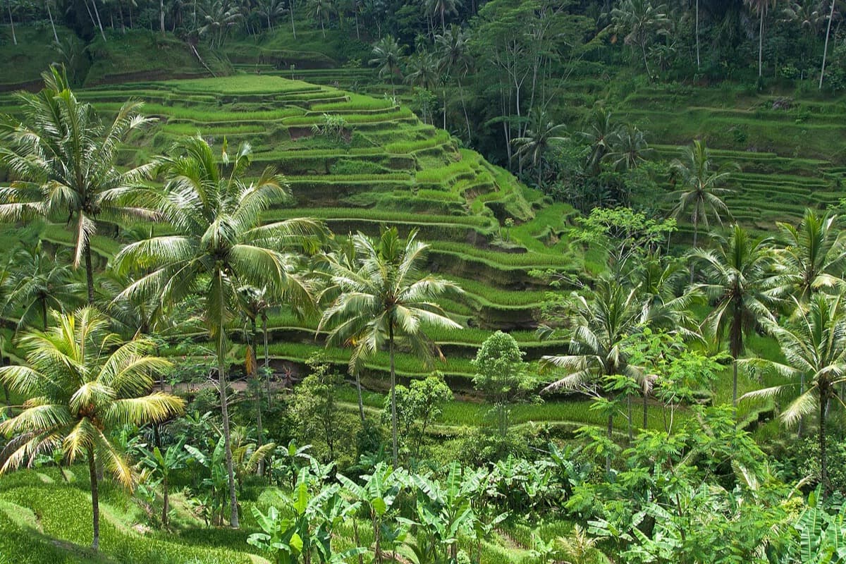 Hamparan lahan hijau di Bona, Gianyar